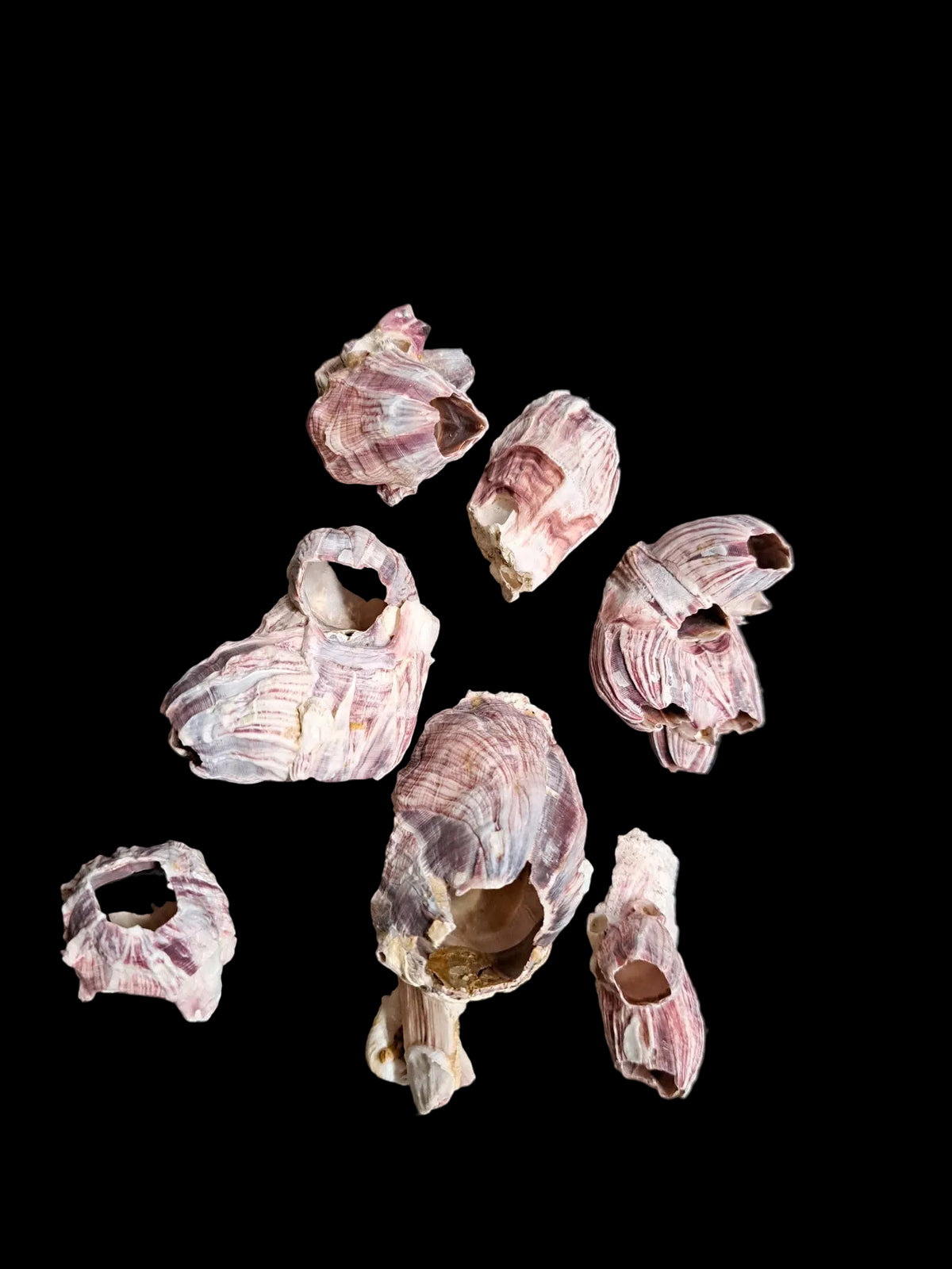 One approximate 2" Barnacle Separated From a Larger Cluster     92426