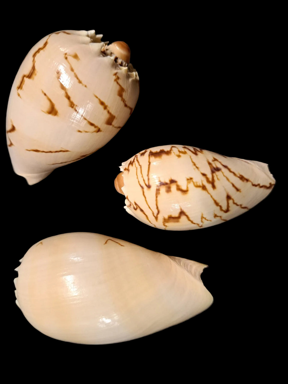 Melon Diadema Shells measuring 2 to 4"  Sold Each             41326