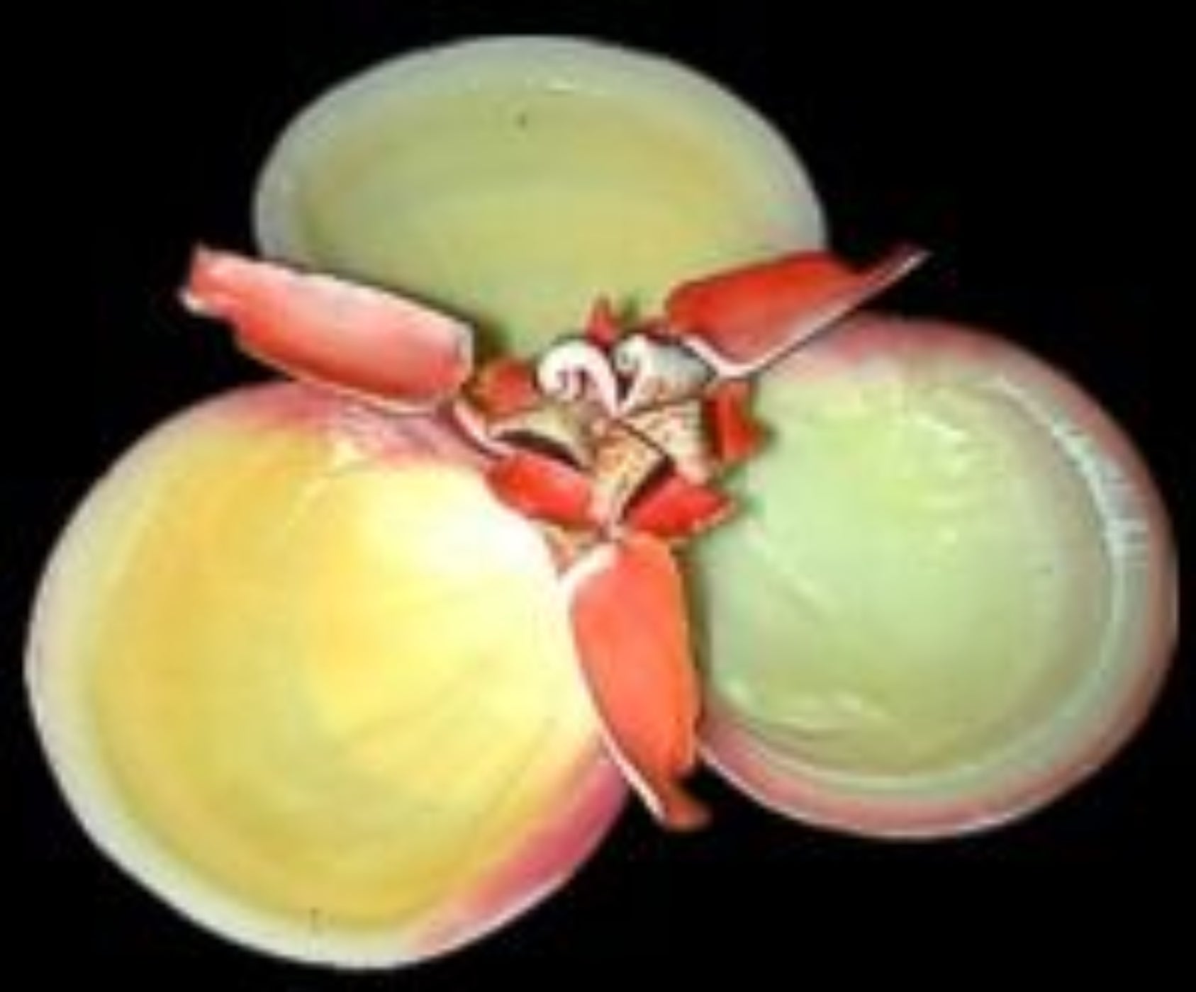 Three Compartment Shell Dish measuring 4 to 5"   61226
