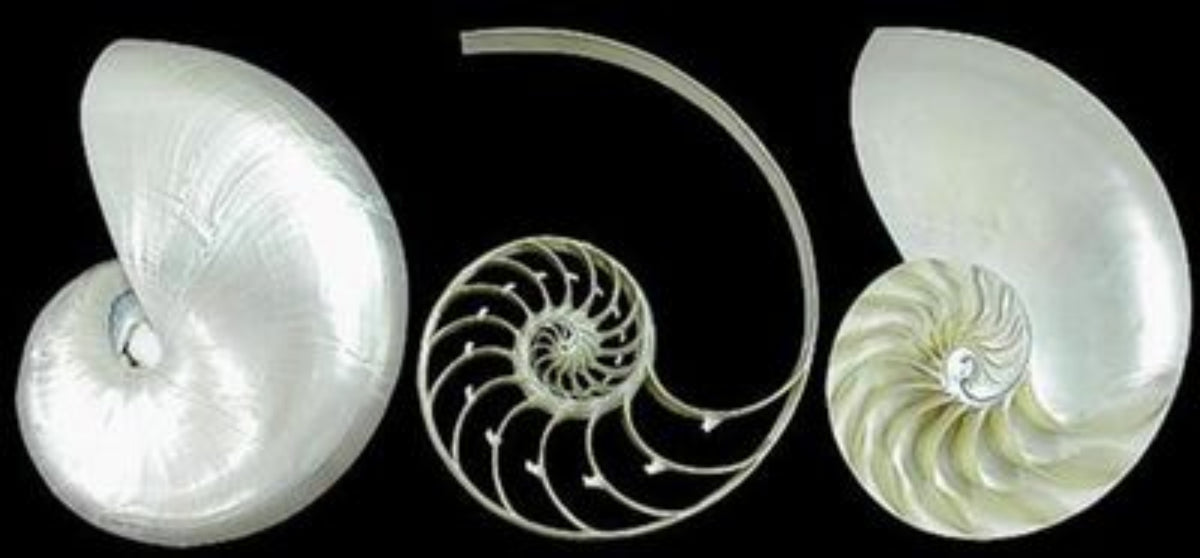 Notical Shell NAUTILUS SHELLS – shells-from-the-dawn-of-aquarius