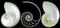 Pearl Nautilus Shell Sectioned into 3 Parts measuring 4" Sold Each  60526