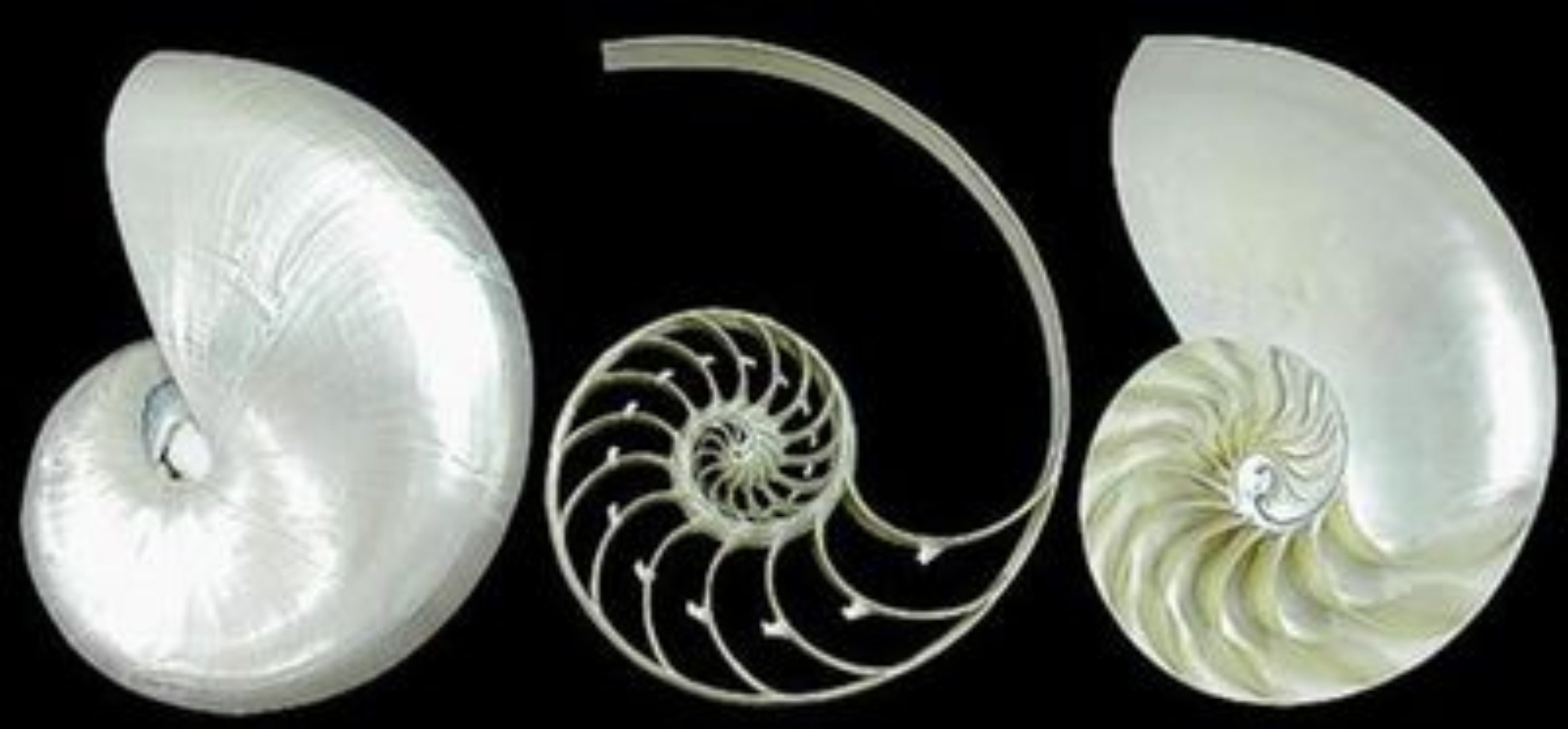 Pearl Nautilus Shell Sectioned into 3 Parts measuring 4" Sold Each  60526