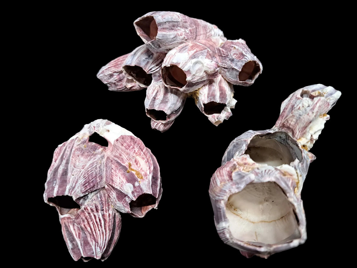 One Barnacle Cluster Size 3 to 5"    92826