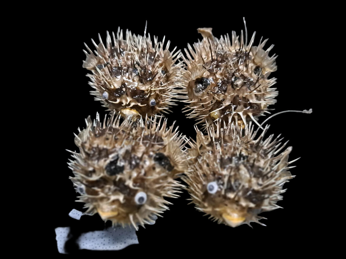 Preserved Porcupine Fish measuring 3 to 5" Sold Each     82826