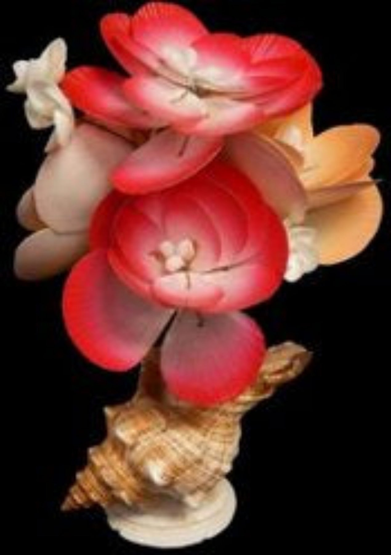 Sun & Moon Shell Flowers rested in a shell measuring 8" SOLD OUT  61226