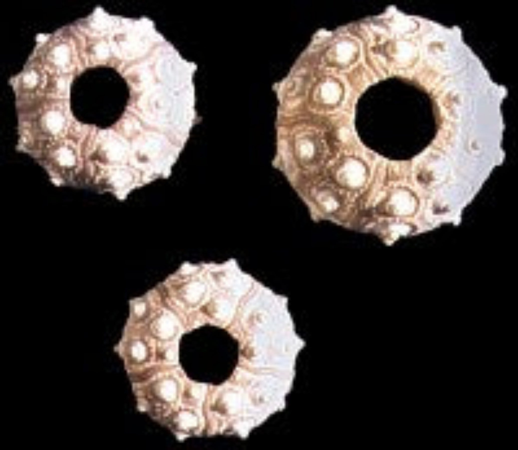 Sputnik Sea Urchins measuring 1 1/2 to 2"  SOLD OUT   61126