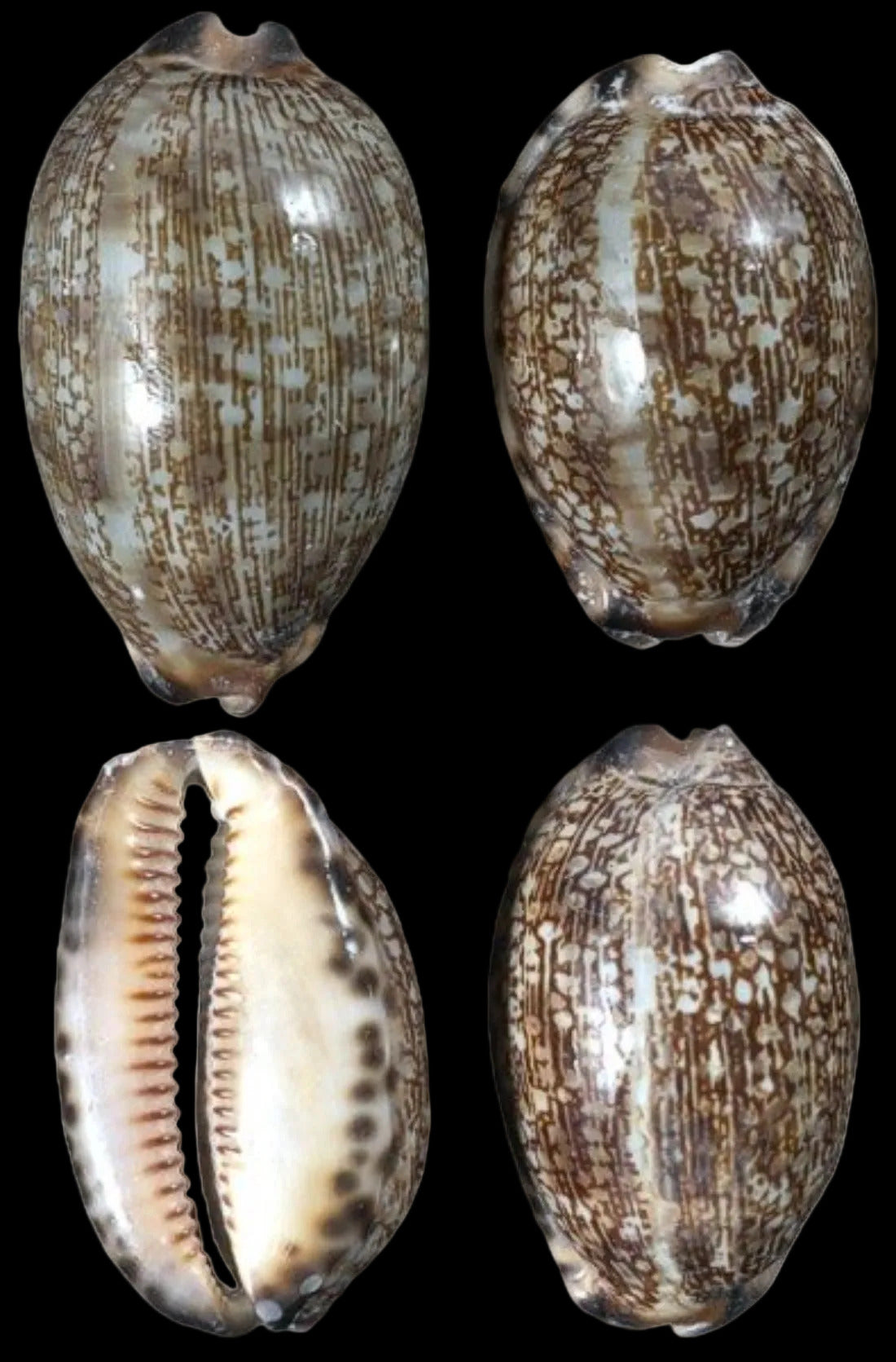 Cowrie (Arabic) 1 1/2 to 2 1/4" Shell Sold Each  ####