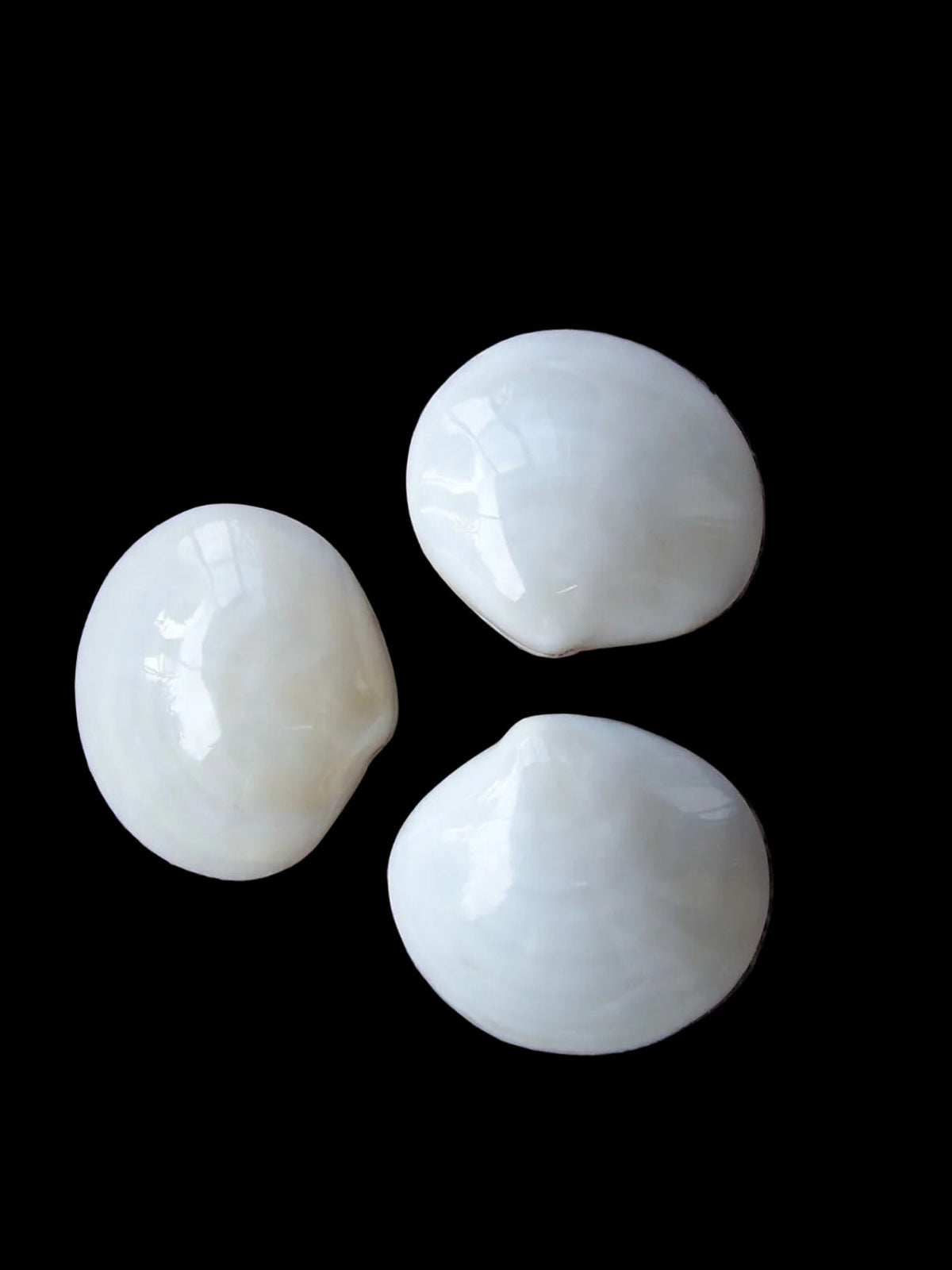 One Polished Albino Tiger Clam Pair - 3 to 4"          101426
