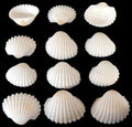 Ark Shells White 3/4 to 1" Sold By The 1/4 LBS  ####