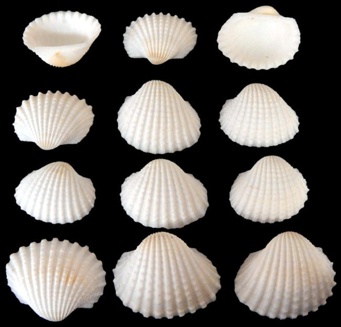 Ark Shells White 3/4 to 1" Sold By The 1/4 LBS  ####