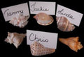Assorted Shells Card Holders measuring 3 to 4" Sold Each       40126