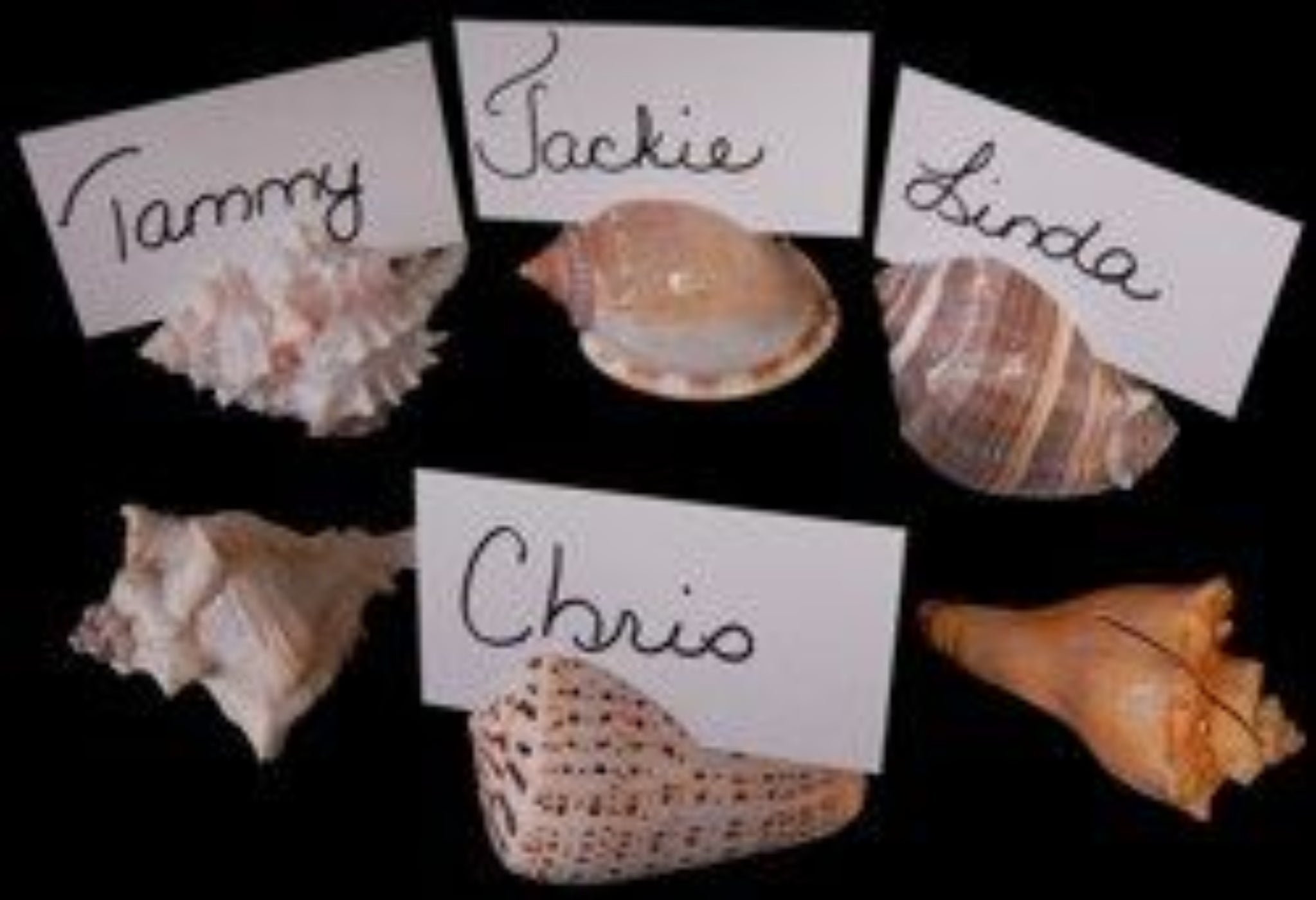 Assorted Shells Card Holders measuring 3 to 4" Sold Each       40126