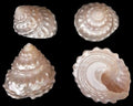 Megastrea Undosa 3 to 4" Shell Sold Each ####