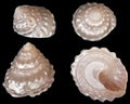 Astrea Undosa Shell 3 to 3 1/2"  Sold Each ####