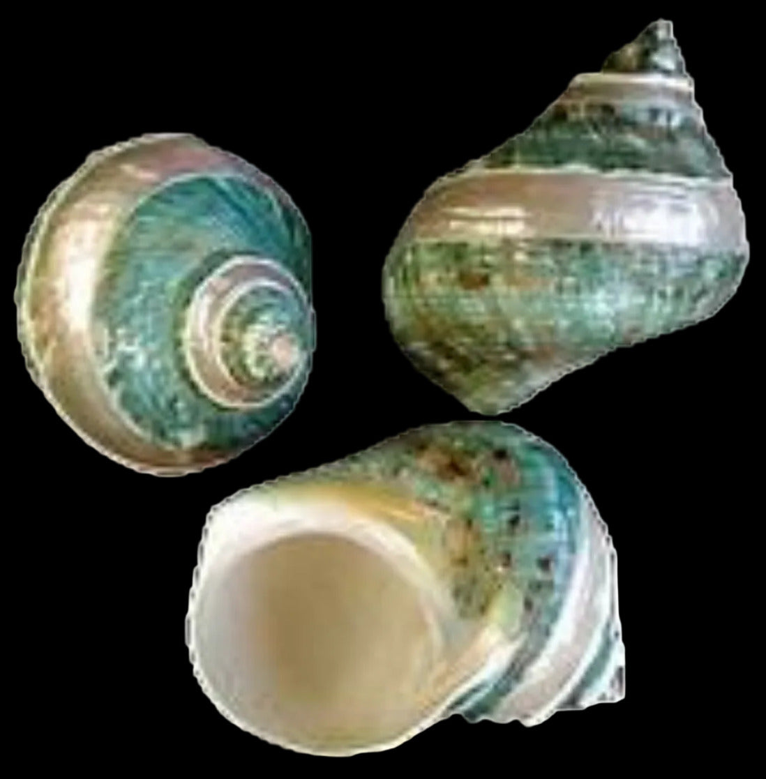 Turbo Banded Jade Shell 4",   OUT OF STOCK  ####