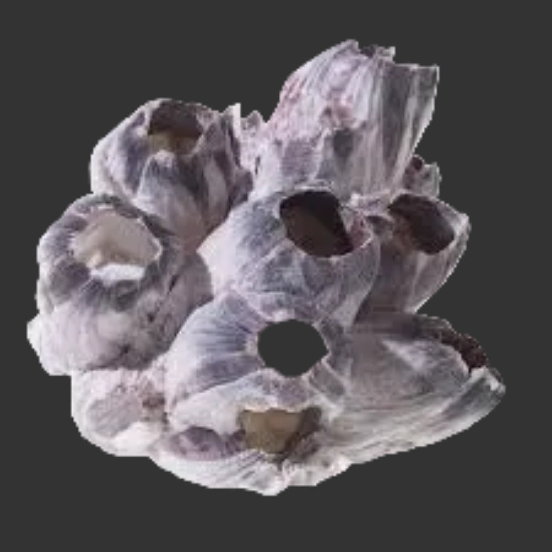 Barnacle cluster 10 to 12" Sold Each  #####