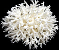 Coral Birdnest 7 to 9" Cluster Sold Each ####