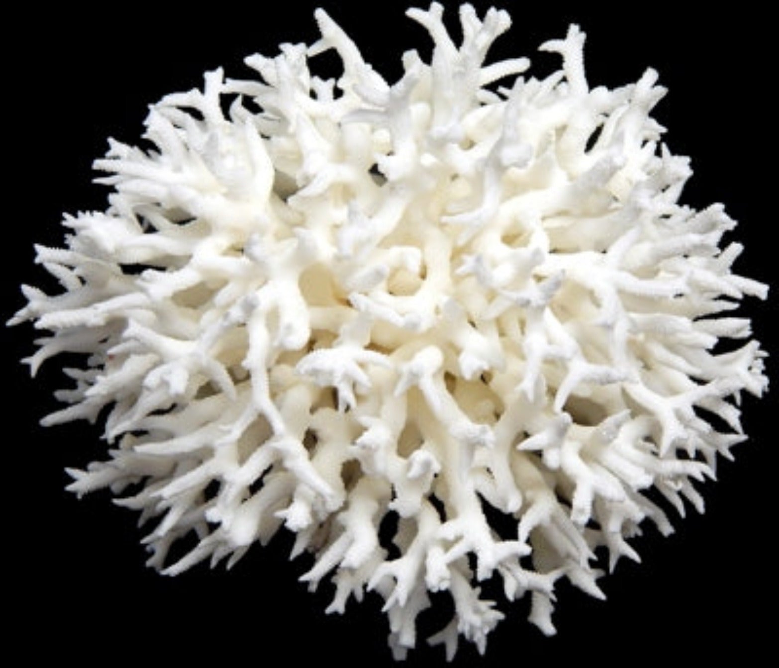 Coral Birdnest 7 to 9" Cluster Sold Each ####