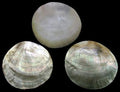 Black Lip Polished Round Oysters measuring 2 to 2.5" Sold Each  60626