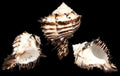 Black Murex Shells measuring 4 to 5"  Sold Each     60426