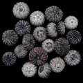 Baby Black Sea Urchins measuring 1 to 1 1/2" Sold Each   61126