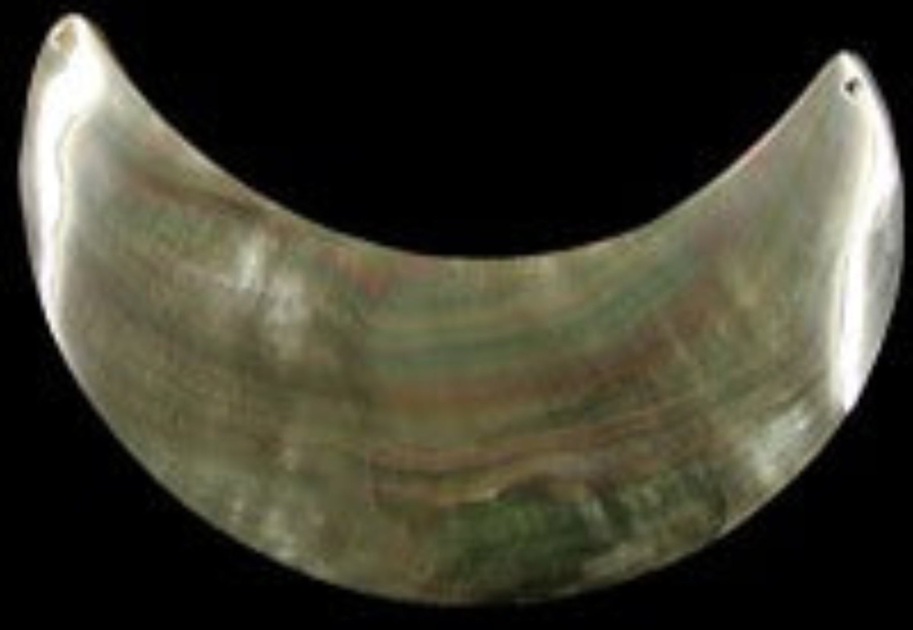 Blacklip Oyster Shell Moon cut measuring  3 1/2 to 4" Tip Drilled Hole  Sold Each  60726