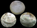 Black Lip Round Polished Oyster Shells measuring 2 1/2 to 3" Sold Each  60626