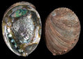 Abalone Blue Green 5 to 6" Sold Each ####