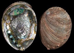 Abalone Blue Green 5 to 6" Sold Each ####