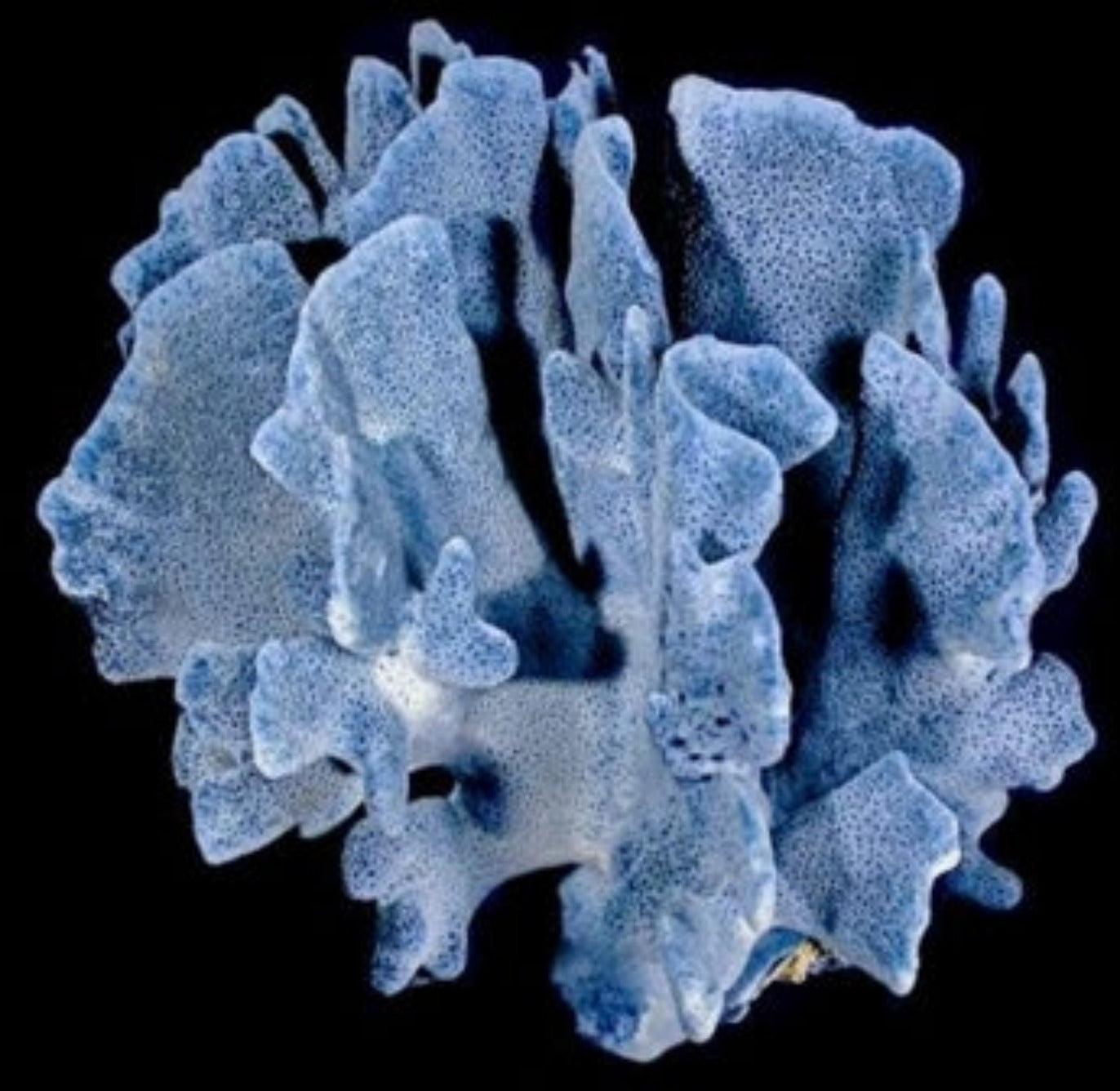 Coral Blue Ridge Cluster 5 to 7"  Sold Each ####