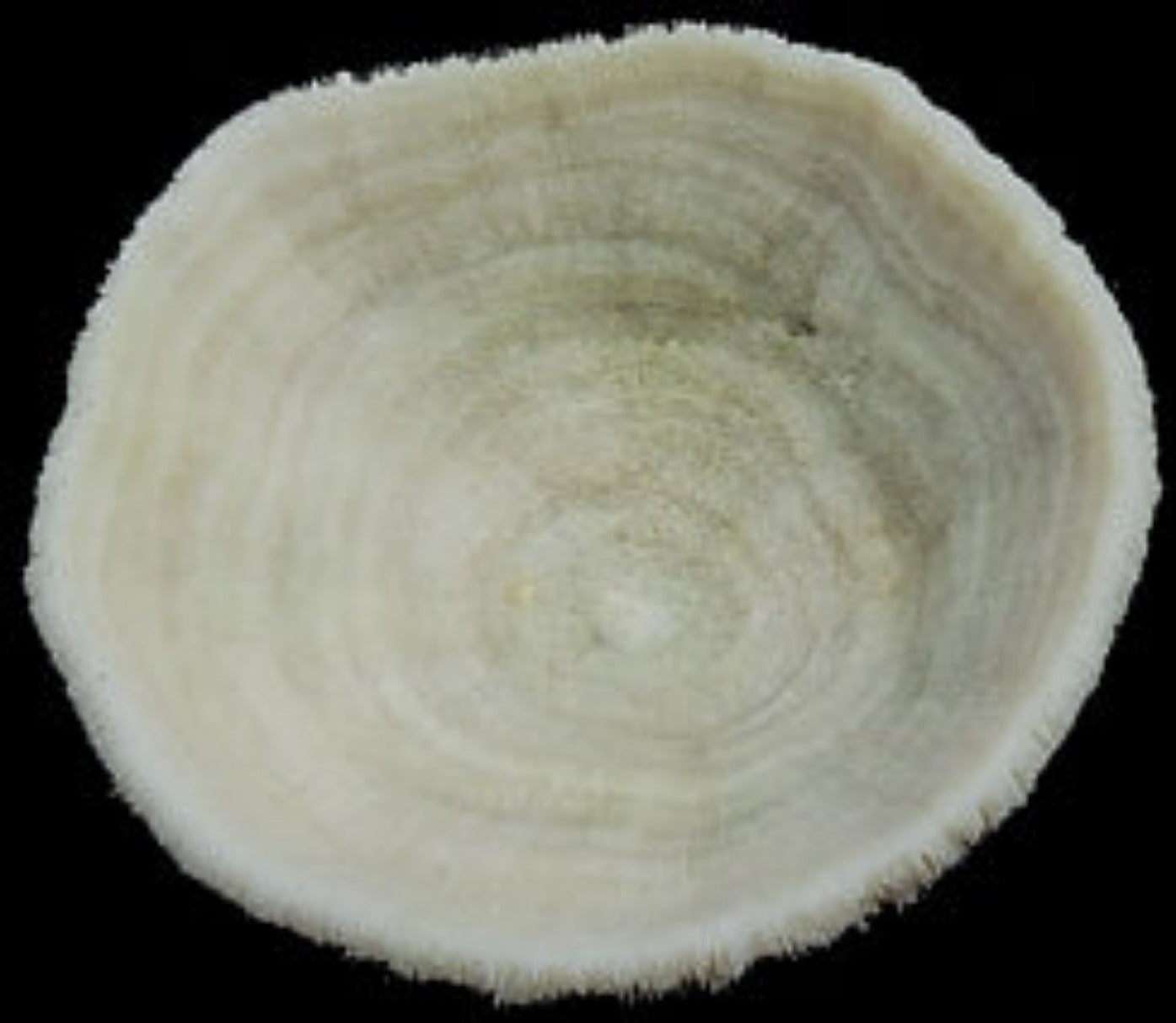 Coral Bowl 7 to 9" Cluster Sold Each ####