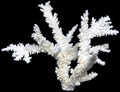 Coral Branch Cluster 7 to 10"  OUT OF STOCK ####
