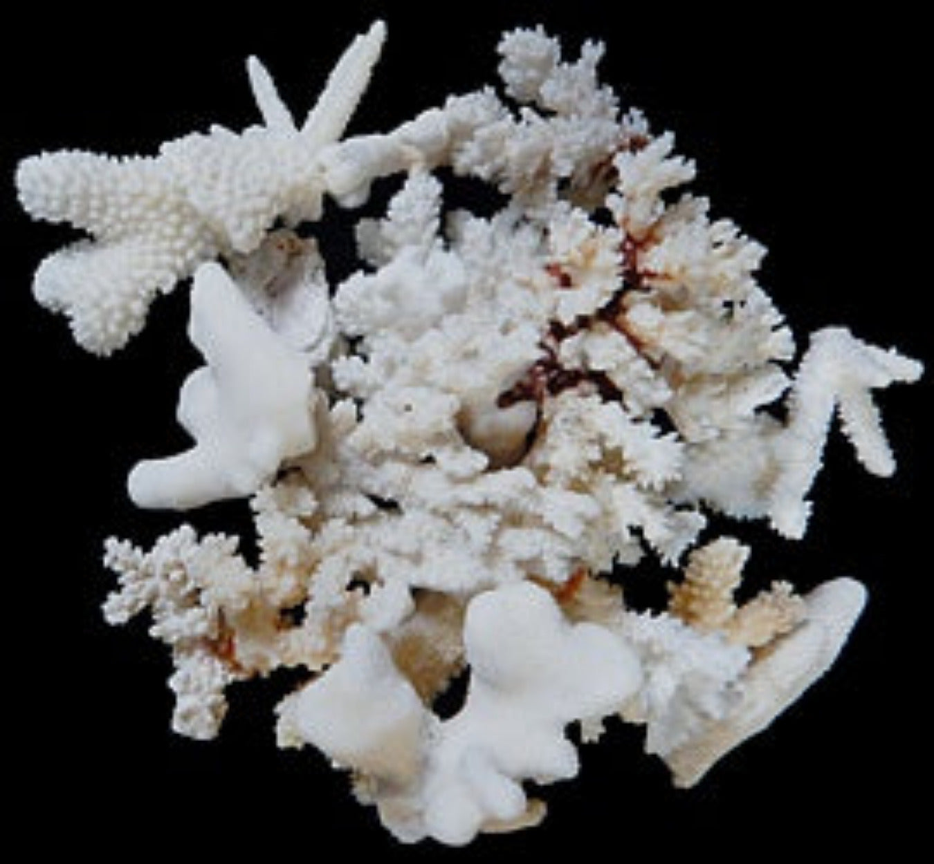 Coral Broken 1/2 to 4" Pieces Sold By The 1/4 LBS ####