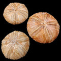 Bronze Sea Urchins measuring 4 to 5"  Sold Each    61226