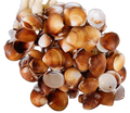 Cockle (Brown) 1 1/2" or Less Shells Sold By The 1/4 LBS ####