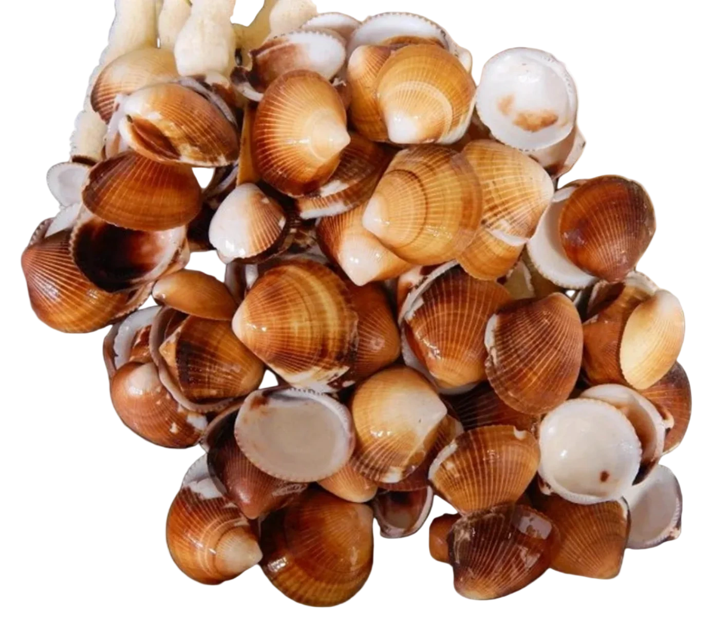 Cockle (Brown) 1 1/2" or Less Shells Sold By The 1/4 LBS ####