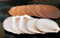 Brown Moon Shells measuring 2 to 3" Sold Each     60426