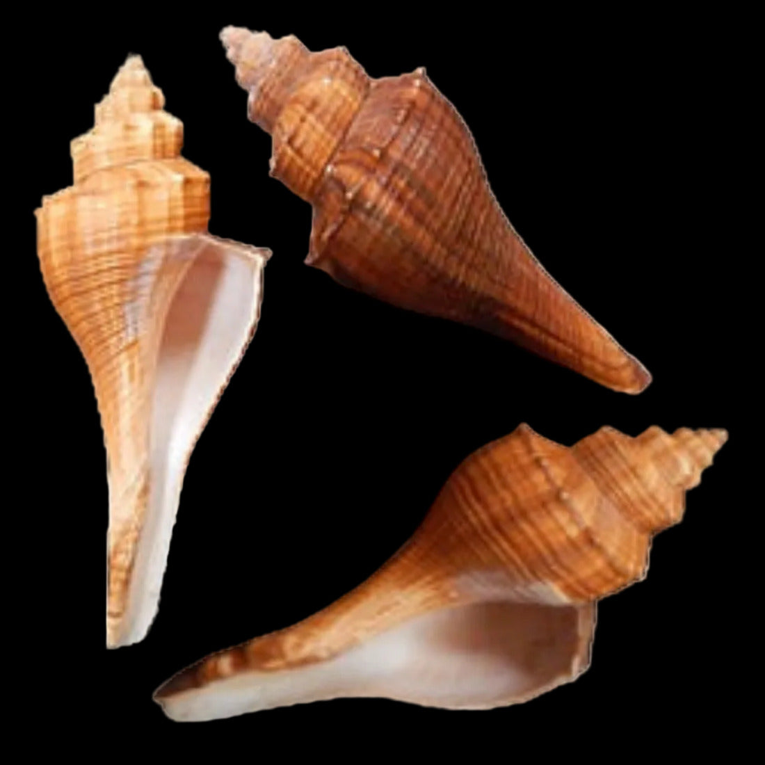 Tibial Shell TIBIA SHELLS – shells-from-the-dawn-of-aquarius