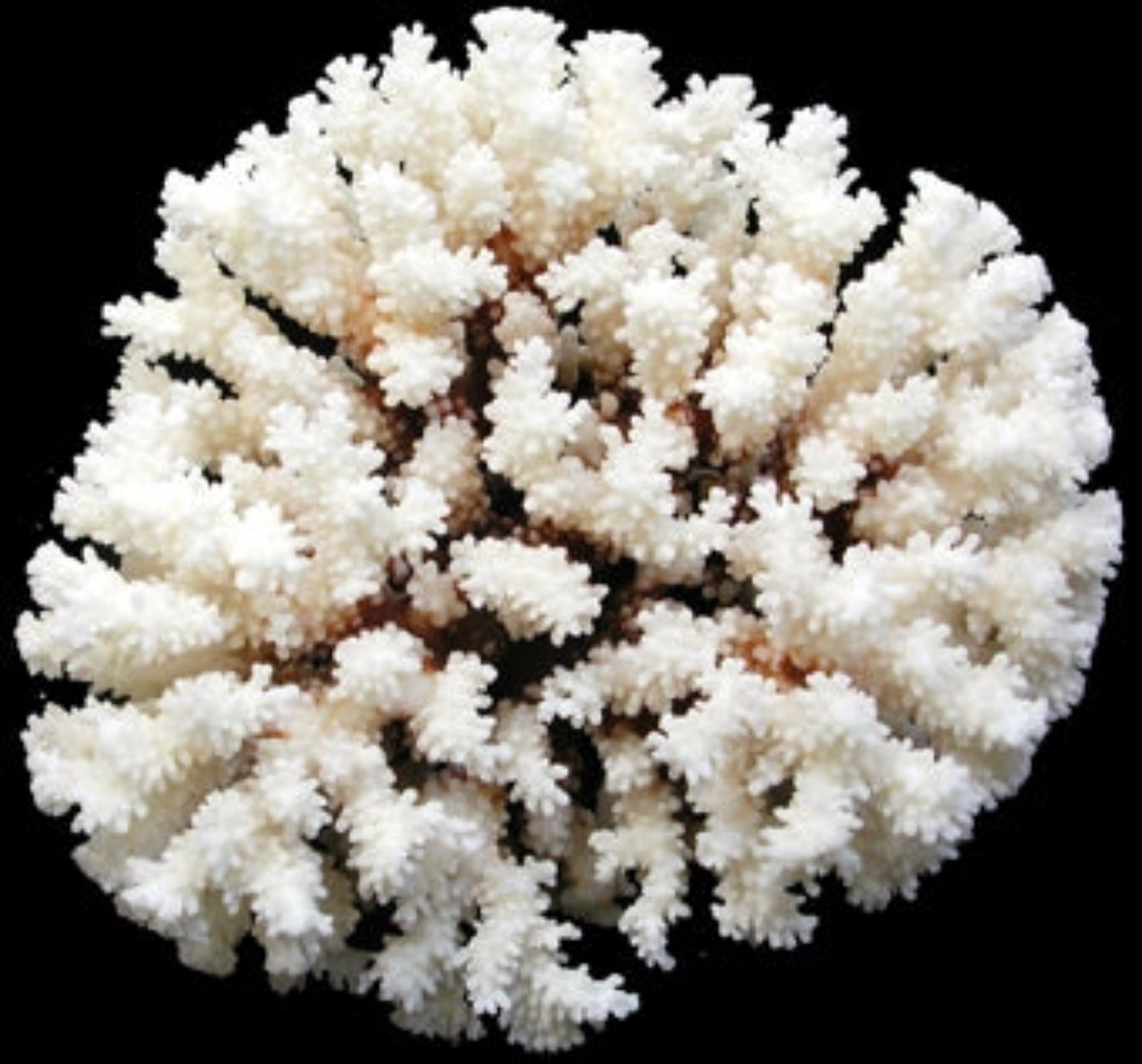 Coral Brownstem Cluster 6 to 8"  OUT OF STOCK ####