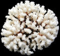 Coral Brownstem 8 to 10" Cluster  #####