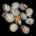 Snail (Land) Brown Stripped 1 1/2" Shells Sold Each ####