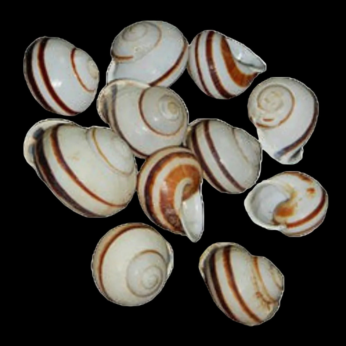 Snail (Land) Brown Stripped 1 1/2" Shells Sold Each ####