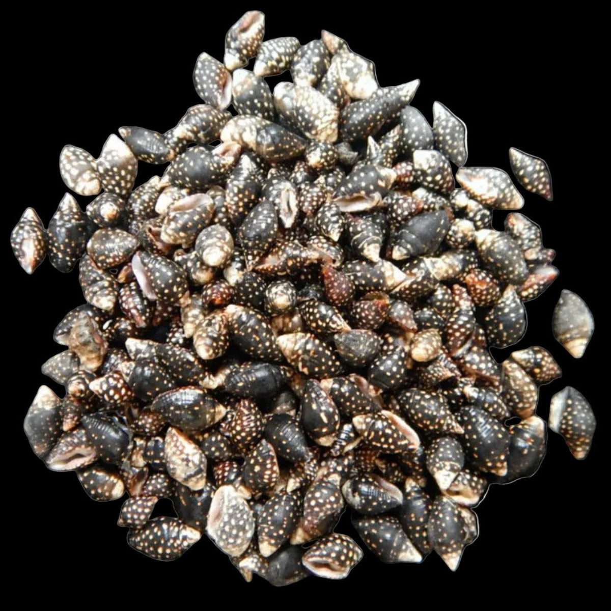 Bumble Bee Shells Approximately 1/4" OUT OF STOCK ####
