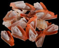 Strawberry Strombus Shell Half Cuts measuring 1 1/2 to 2" Sold Each 31626