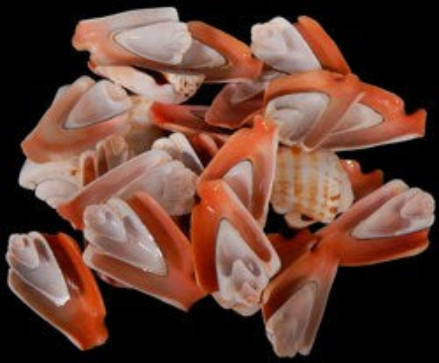 Strawberry Strombus Shell Half Cuts measuring 1 1/2 to 2" Sold Each 31626