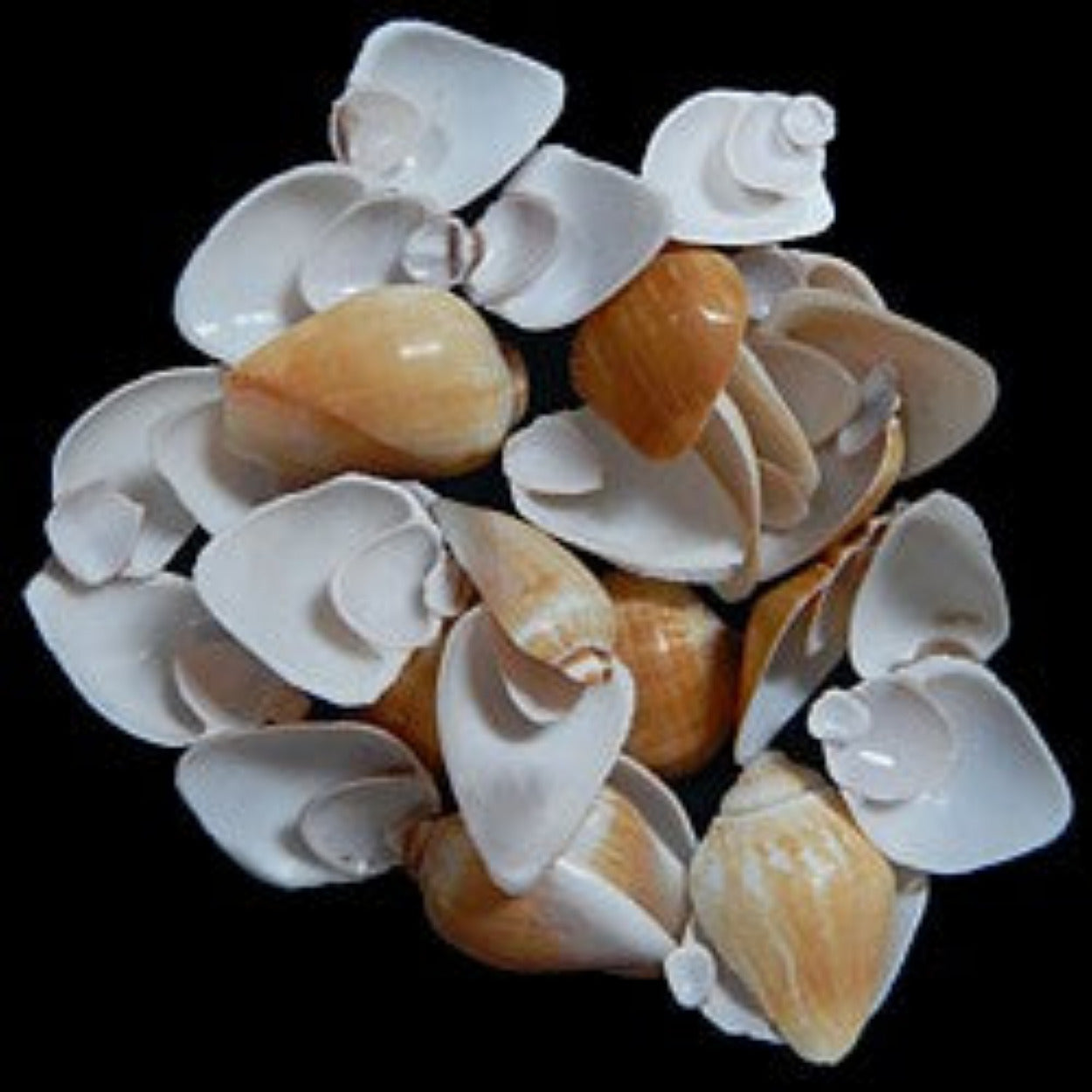 Canarium Shells 3/4 to 1 1/4" Side Cuts Sold By The 1/4 LBS  ####
