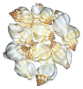 Cancellaria 1" Shells  Sold Each ####