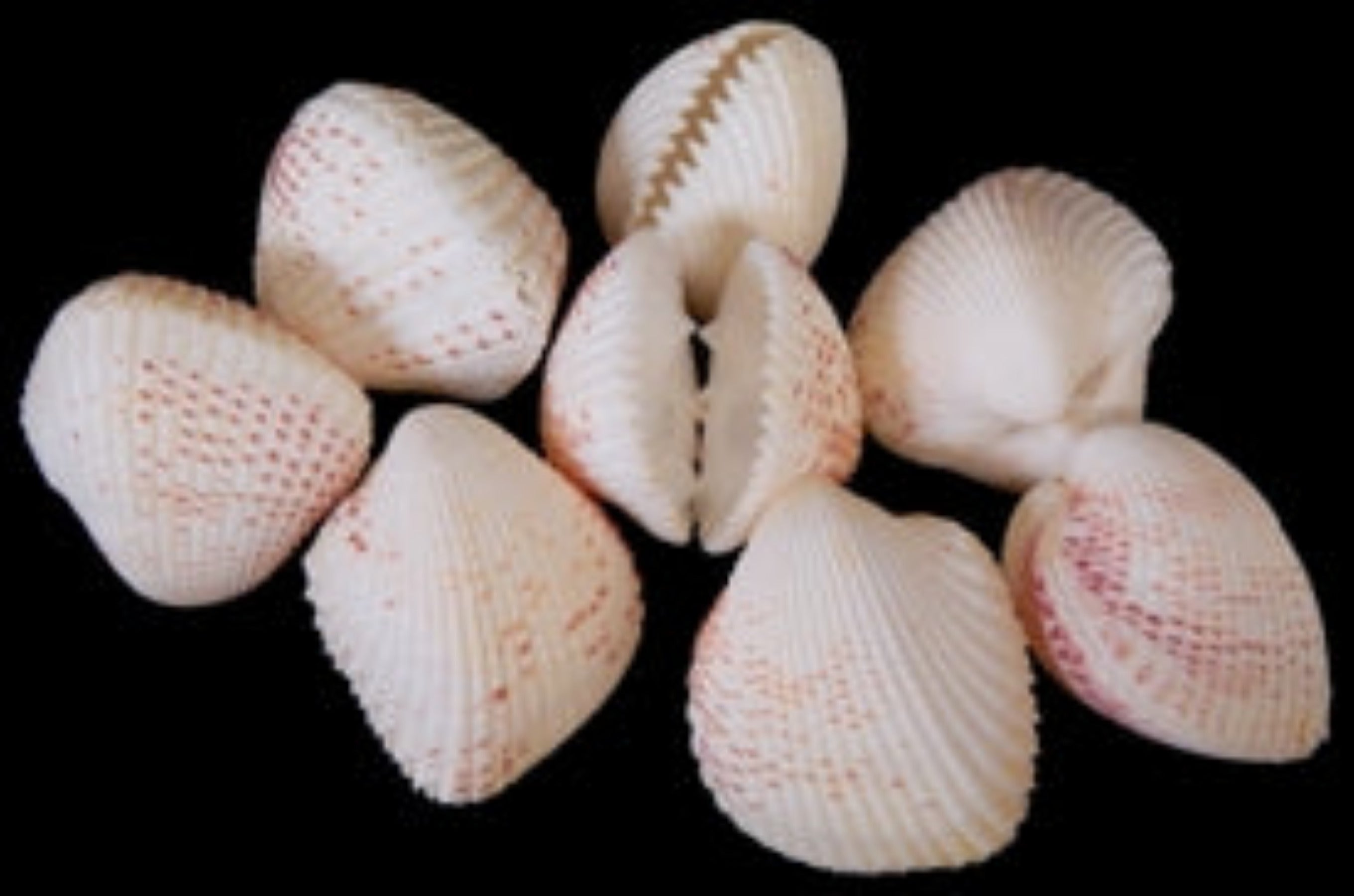 Cardium Unido Shell Pairs 1 to 2", Sold Each   22726
