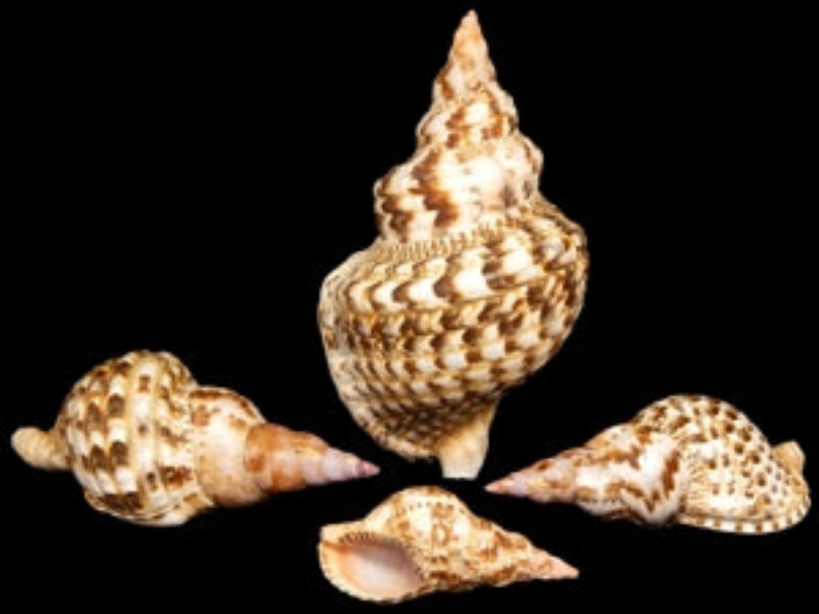 Triton Shell 10 to 11" Caribbean #####