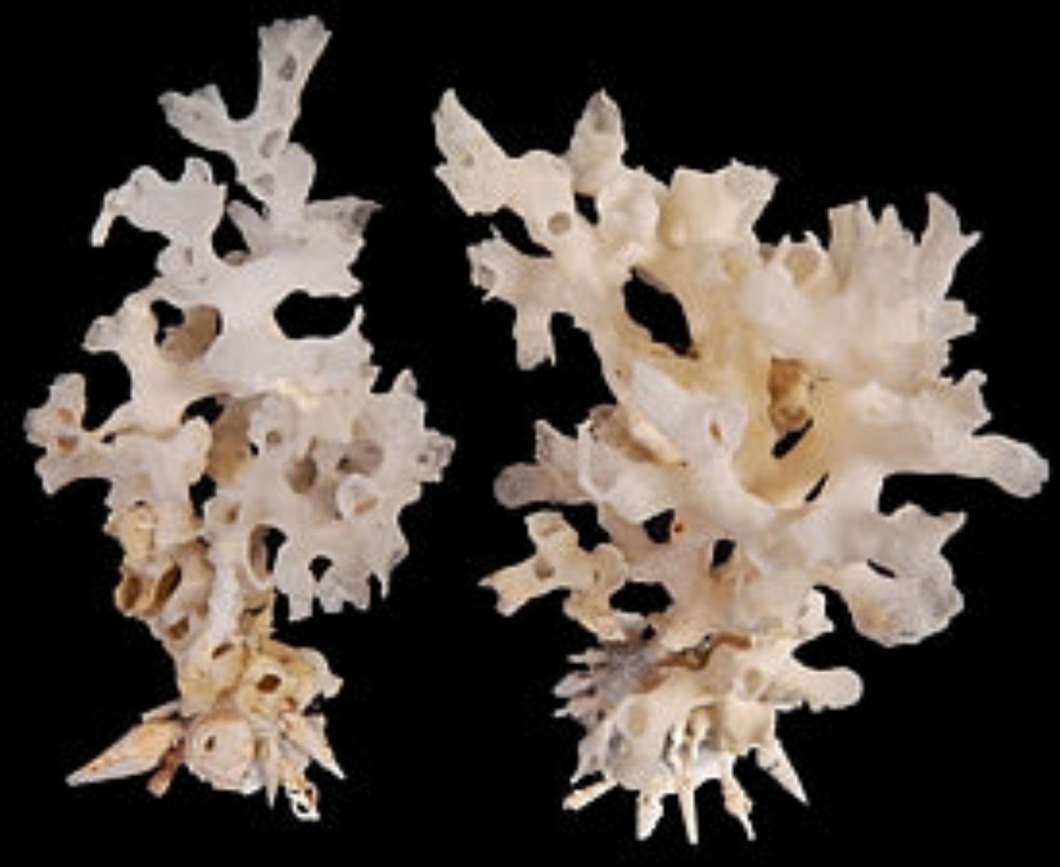 Carrier shell 5 to 6" with Coral 5 to 6" Sold Each    22726